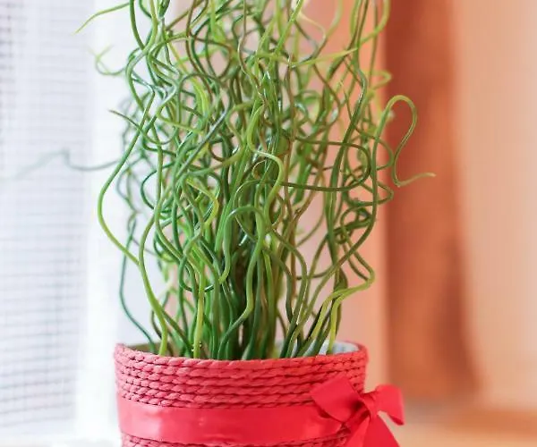 Smart центр דירה