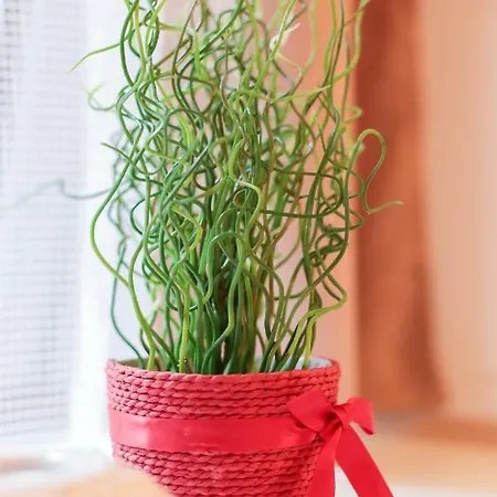 Smart центр Daire